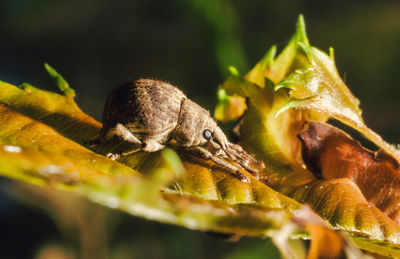 Close-up of insect on leaves