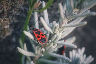 Close-up of butterfly on flower