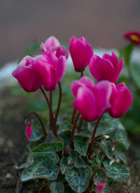 Close-up of pink flowering plants