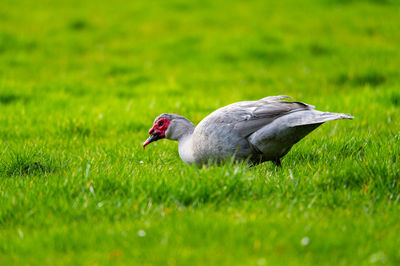 Side view of a bird on field