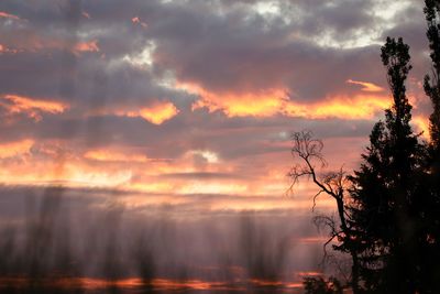 Silhouette trees against sky during sunset