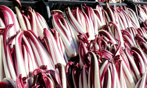 Red chicory called radicchio tardivo in italian language for sale at market