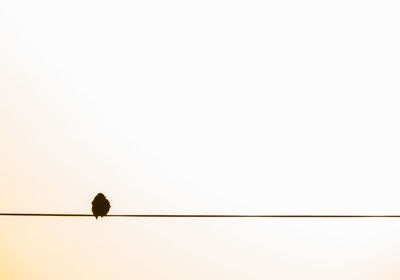 Low angle view of bird perching against clear sky