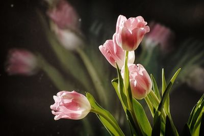 Close-up of pink flowers