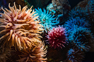 Close-up sea anemone underwater