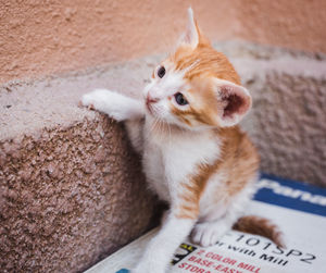 High angle view of kitten by wall