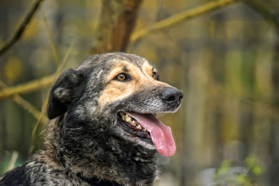 Close-up of a dog looking away