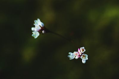 Close-up of white flowers