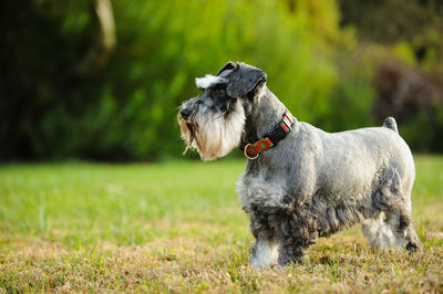 Dog on field