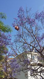 Low angle view of cherry blossom tree