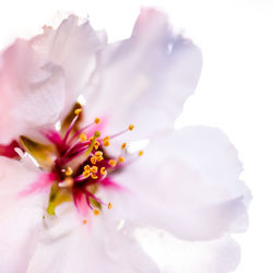 Close-up of pink flower blooming outdoors