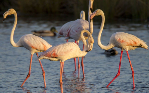 Birds in sea