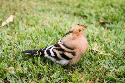 Close-up of bird perching on grass