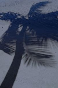 Shadow of woman on wall