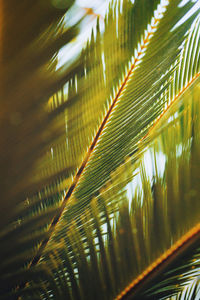 Close-up of palm leaves