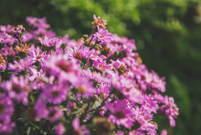 Close-up of bee on purple flowers