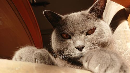 Close-up portrait of a cat