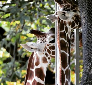 Close-up of giraffe in zoo