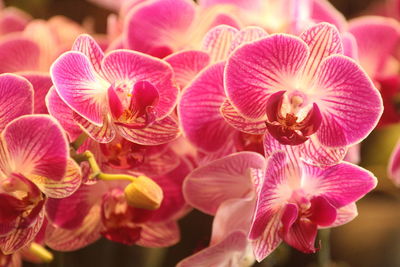 Close-up of pink orchids