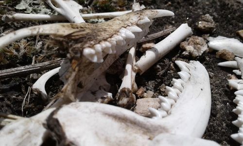 Close-up of animal bone on field