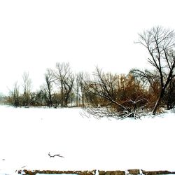 Low angle view of birds perching on bare tree