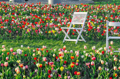 Beautiful bright colorful multicolored blooming tulips on spring flower farm field. good place