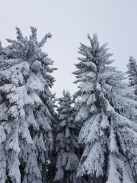 Low angle view of trees on snow covered landscape