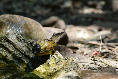 wildlife
