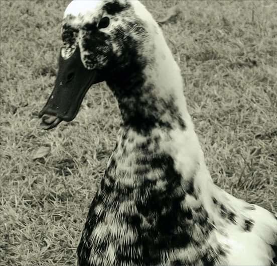 CLOSE-UP OF DOG AT FIELD