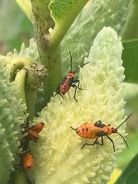 Close-up of insect on flower