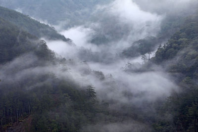 Scenic view of trees in forest against sky