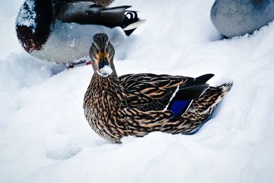 Close-up of duck perching in snow