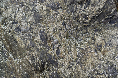 High angle view of a reptile on rock