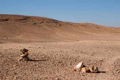 View of a dog on sand