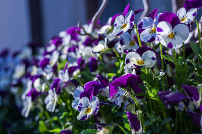 Close-up of purple flowers