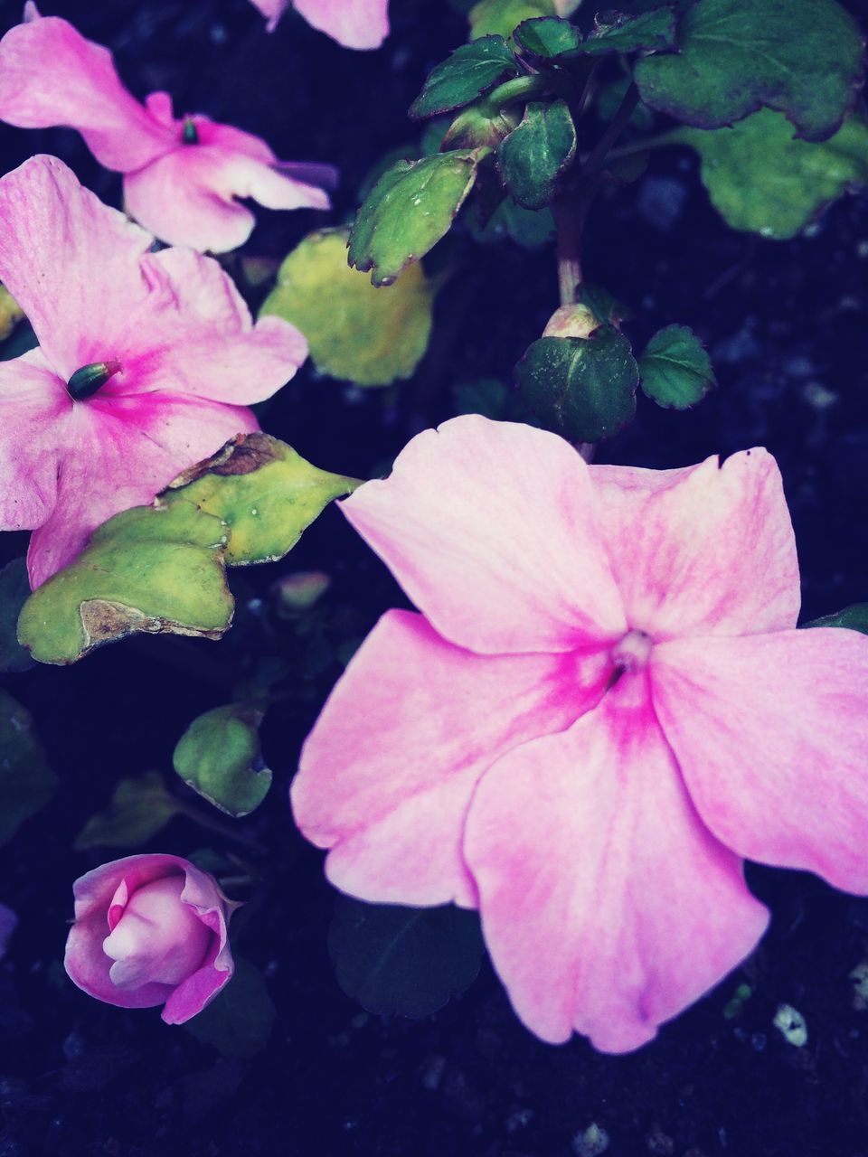 flower, petal, freshness, fragility, flower head, pink color, growth, beauty in nature, nature, blooming, close-up, plant, leaf, high angle view, stamen, in bloom, pollen, pink, blossom, outdoors