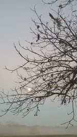 Bare tree against clear sky during sunset