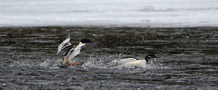 Ducks swimming in lake