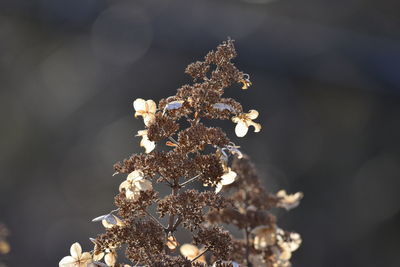 Close-up of wilted plant