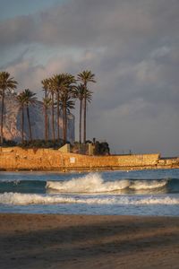 Palm trees on beach against sky