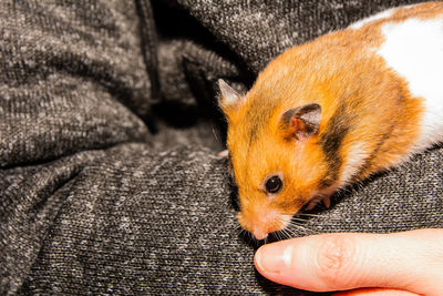 Close-up of hand holding animal