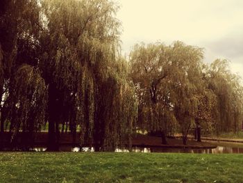 Trees on grassy field