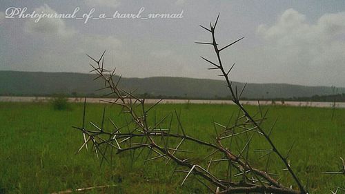 Scenic view of grassy field against sky