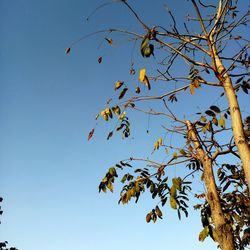 Low angle view of tree branches against clear blue sky