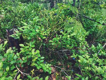 High angle view of plants growing on field