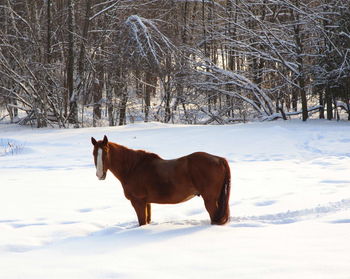 Horse knee deep in its snow covered field