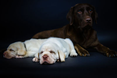 Dog with cute white puppies