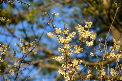 Low angle view of blooming tree