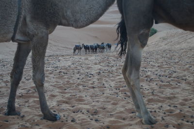 View of a horse on field