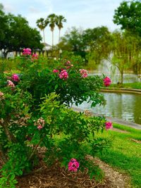 Pink flowers growing in park